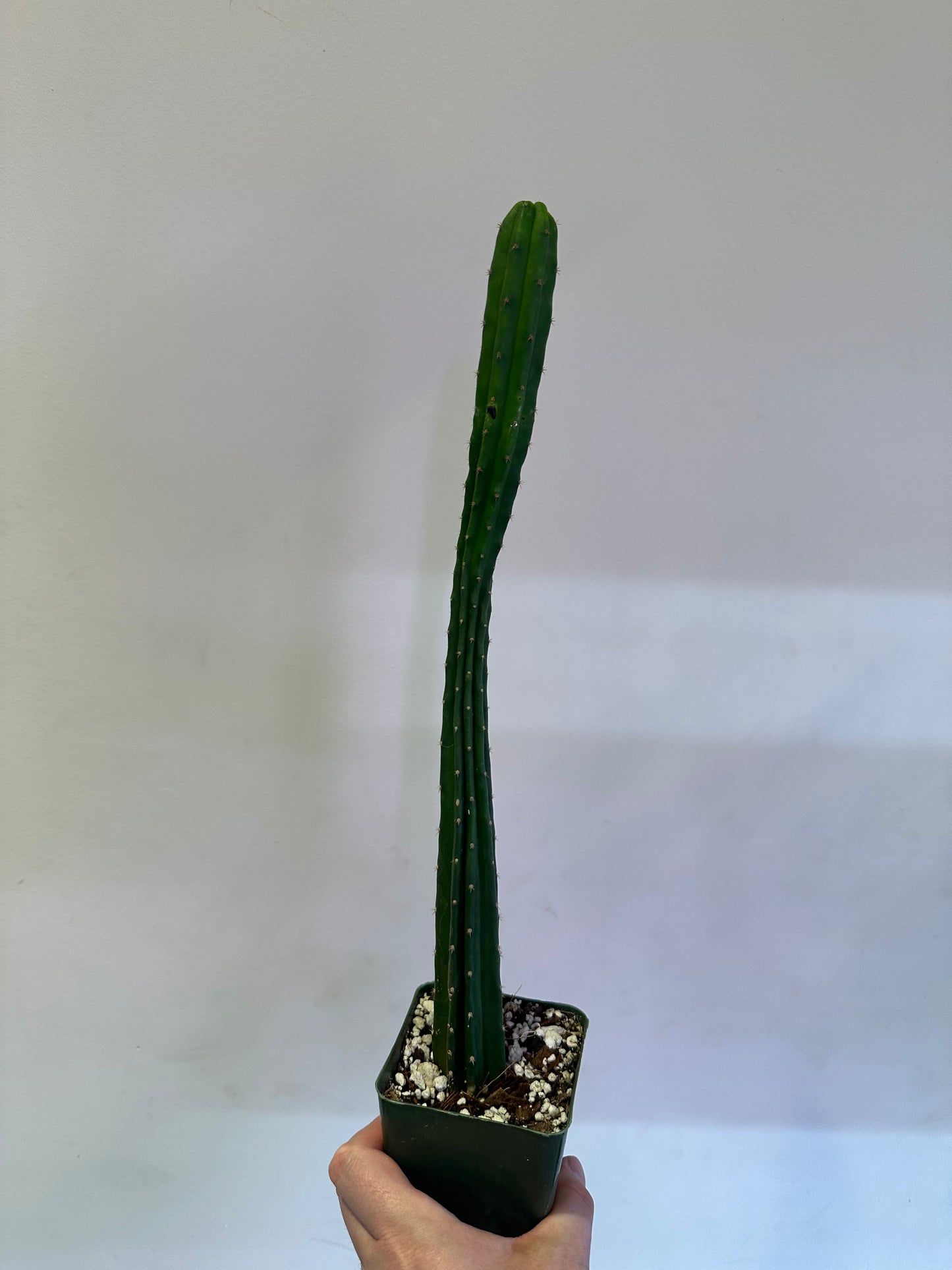 DPC San Pedro (Trichocereus)