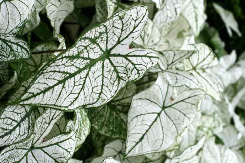Caladium 'White Christmas'