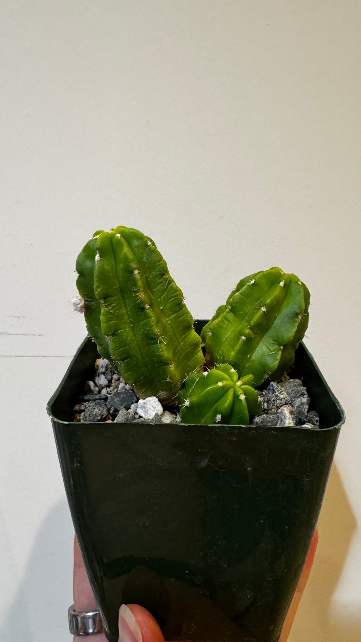 Echinocereus Morricalii (Hedgehog Cactus)