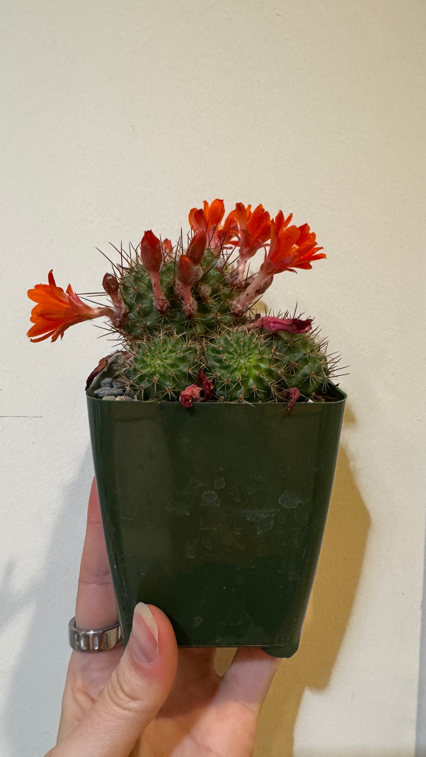 Rebutia Fiebrigii 'Donald's Red Crown'