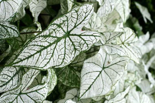 Caladium 'White Christmas'