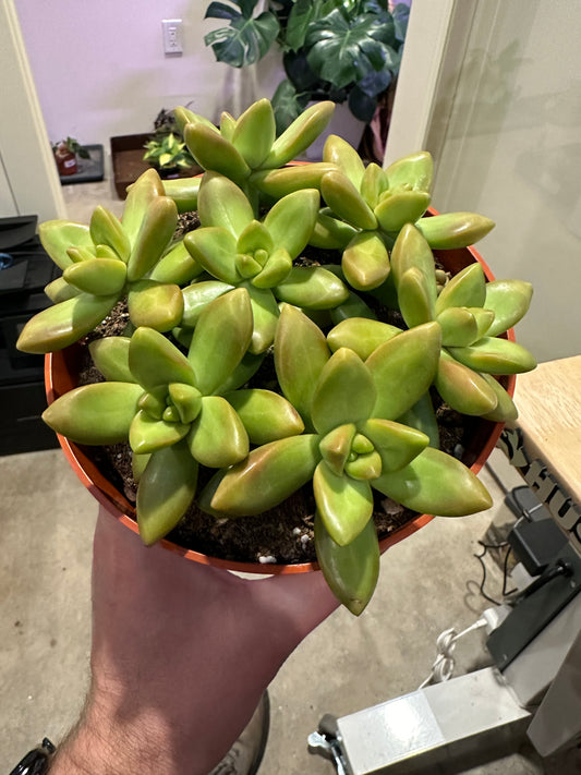 Golden Sedum