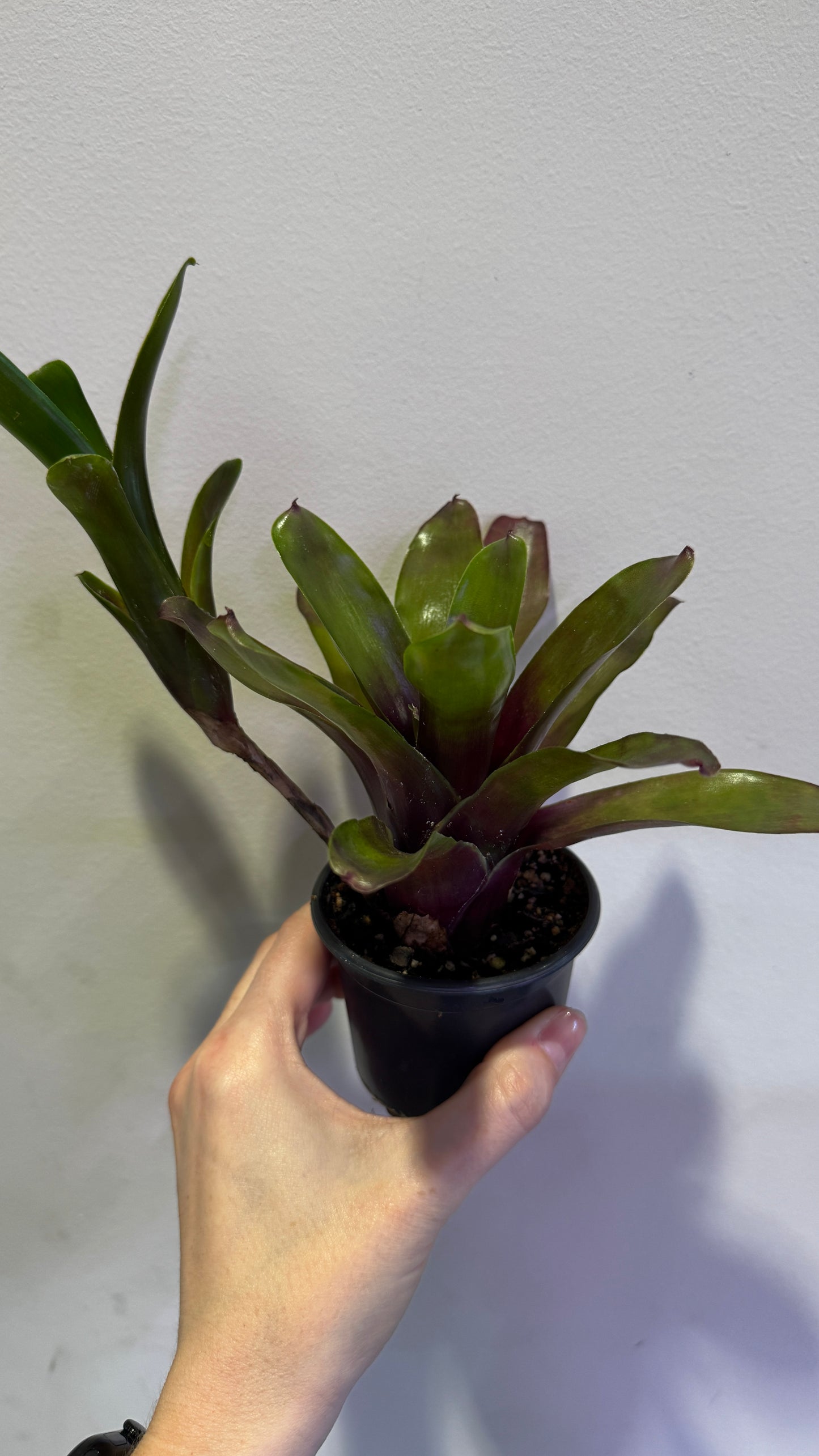 DPC Bromeliad Neoregelia