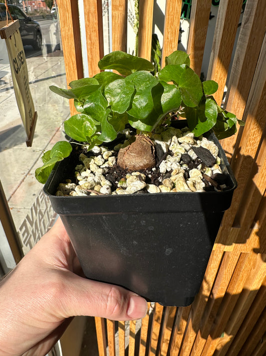 Dioscorea Elephantipes (Elephant Foot / Tortoise Plant)